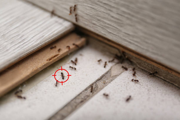 Best Affordable Pest Control Services  in Wilton Center, CT