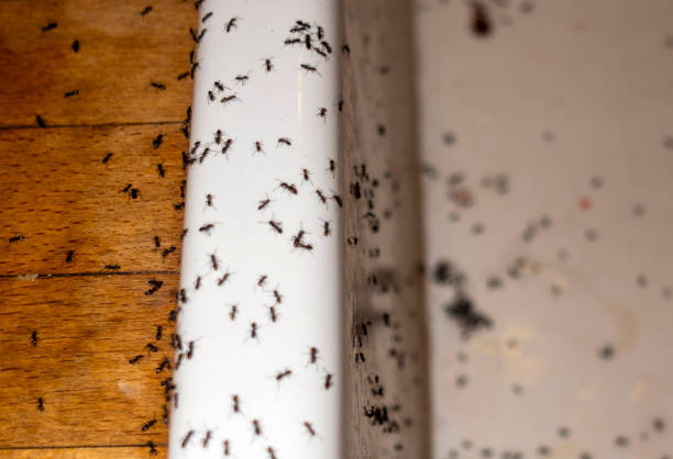 Best Pest Prevention Services  in Wilton Center, CT