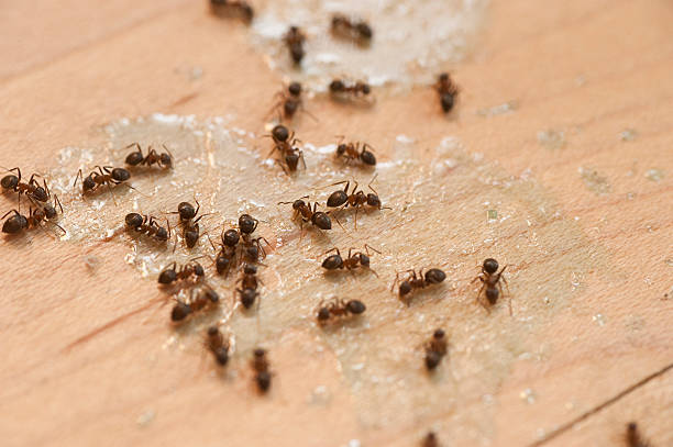 Best Wasp Removal Services  in Wilton Center, CT